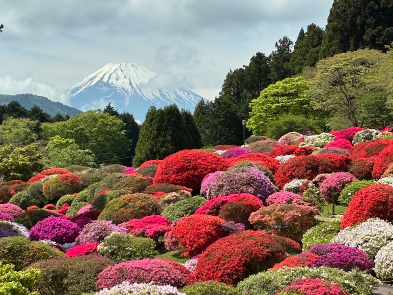 杜鹃花与富士山